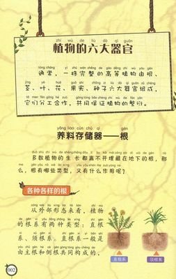 《上海的金枝玉叶》读后感100字