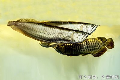 有关子非鱼的句子