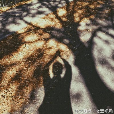 槭树下的家经典的句子