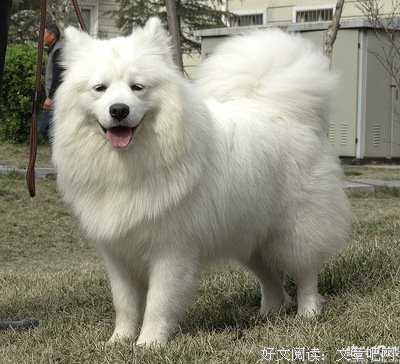 《藏獒情未了》好看吗？经典影评锦集