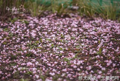 《东京大学物语》经典观后感有感