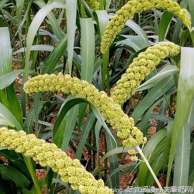 人若厚道，上天佑之