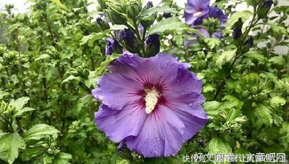贴心语句