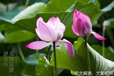 没外要多民发还时花开经典的句子