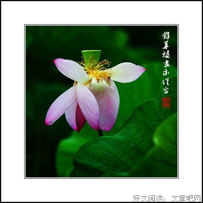 [光影多之沫-旧时铅华]的句子