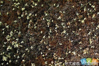 想你的回忆好词好句