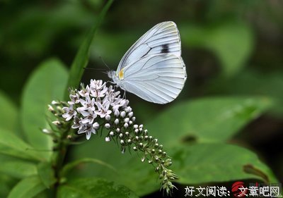 迷宫蛛读后感锦集