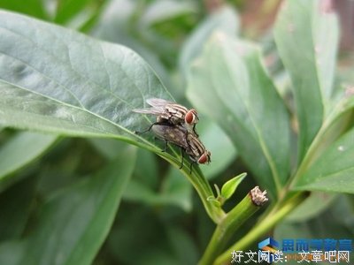摇摆读后感1000字