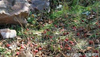 关于小小欢喜，隐约荒芜的句子