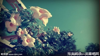 唯美英语