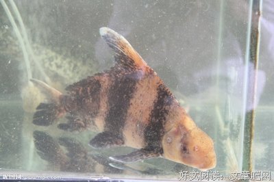 《胭脂》经典影评1000字