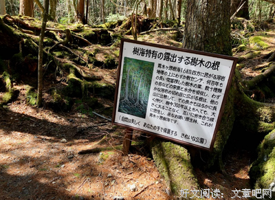 《波之塔》经典观后感有感