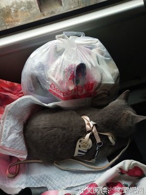 《梅与小猫巴士》的观后感大全