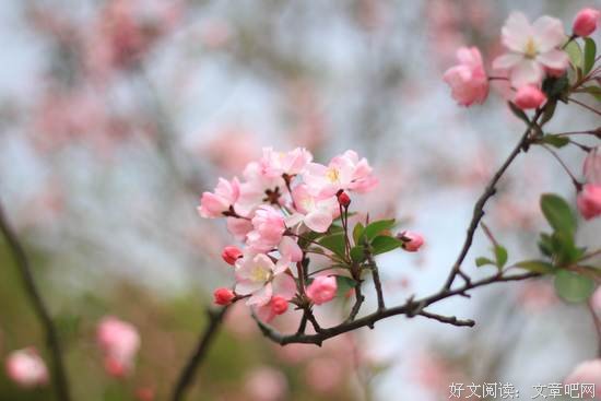 无须如果，生活已然繁花似锦 