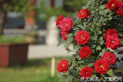 香味盈盈，必是惠风掠过