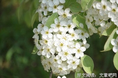 《好兆头》读后感摘抄