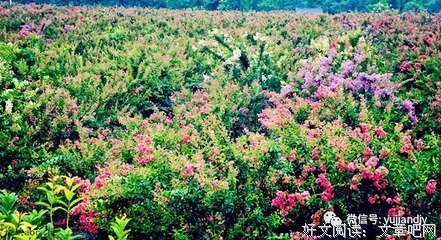 有关 你若盛开 清风自来的句子
