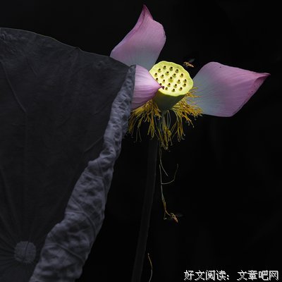关于闭月羞花的名句摘抄