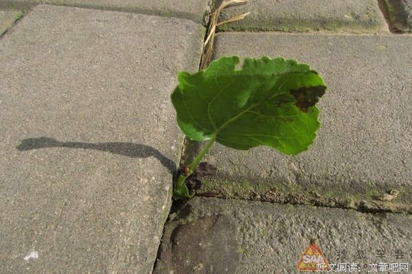 生命化教育下的日常生活