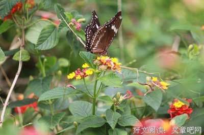《蝴蝶公墓》读后感摘抄
