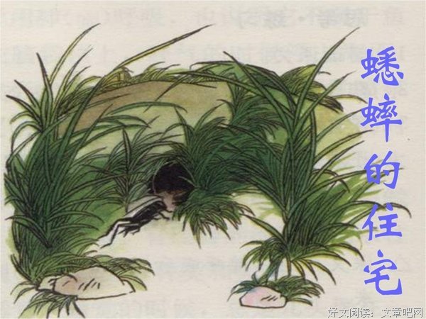 《蛐蛐》观后感摘抄