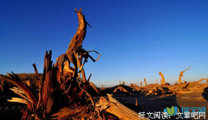 我仍在苦苦跋涉读后感100字