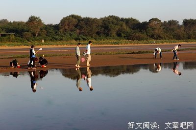 海滩拾贝的优美句子