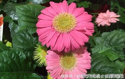 这一生，我们有太多的身不由己…...
