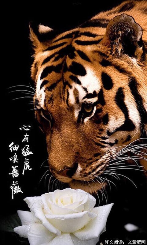 关于心有猛虎/细嗅蔷薇的句子