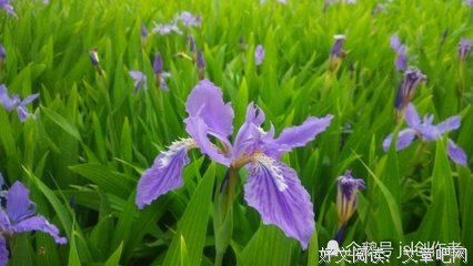 关于鸢尾的句子