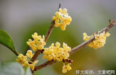 花开好词好句