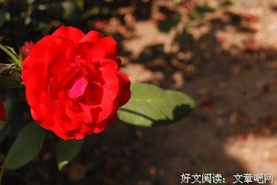 《我是一朵飘零的花》读后感精选