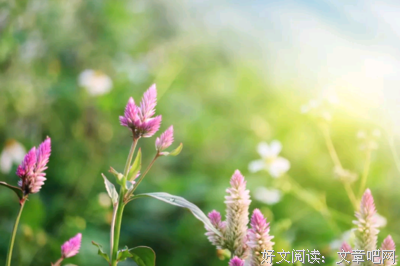 花开花落的优美句子