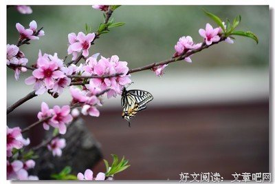 《村妓》经典观后感集