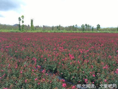 方玉环(角色)名言大全