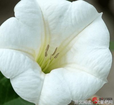 《曼陀罗》影评精选