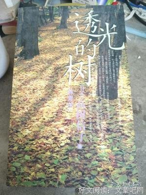 《透光的树》经典影评有感