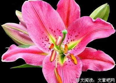 关于叶子的优美句子