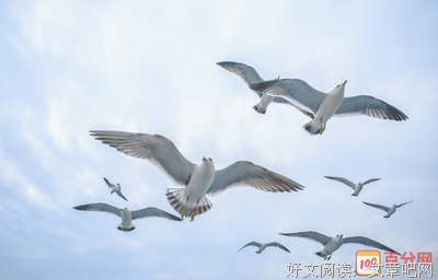 《飞鸟集》经典读后感有感