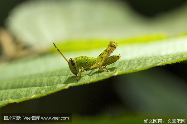 蟋蟀比蚂蚁更有钱?读后感摘抄