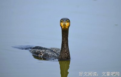 《凶相》经典影评1000字