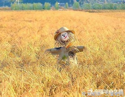 《莎士比亞書店》的读后感大全