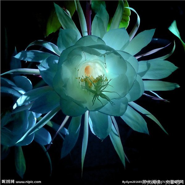 有关昙花一现的美文美句摘抄