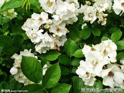 《铁路的白蔷薇》观后感精选