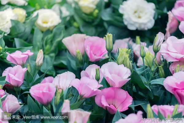 今日寒露，祝福送上