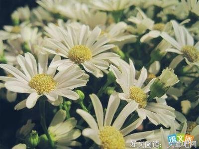 《寂寞芳心俱乐部》观后感摘抄