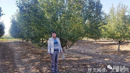 15条关于枝繁叶茂的经典语句