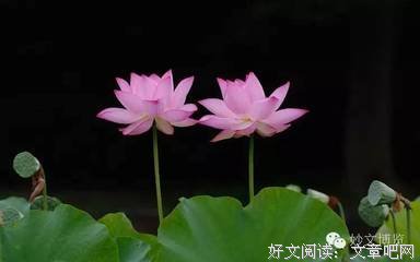 有关畅所欲言的美文美句摘抄