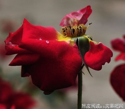 《哭泣的玫瑰》影评精选