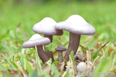 青春是蘑菇的柄的优美句子